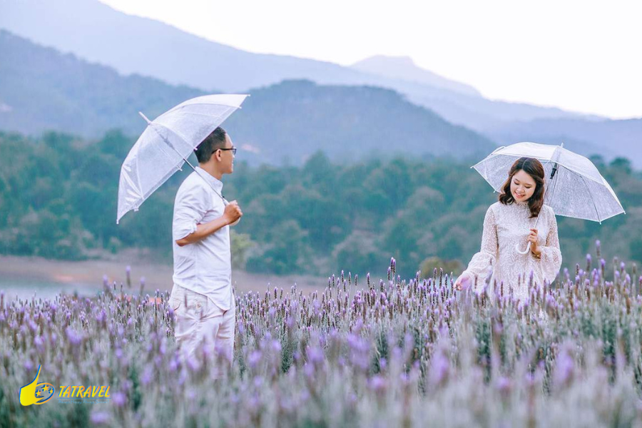 Du lich Khu du lich Lavendar Da Lat_tatravel